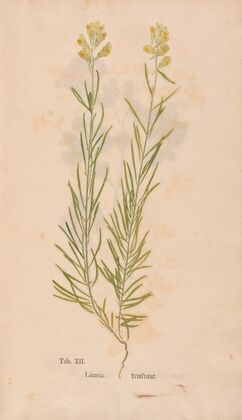 Ectypa vegetabilium Pl.012 (1760-1764)