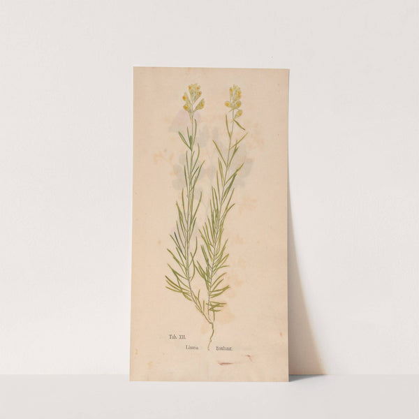 Ectypa vegetabilium Pl.012 (1760-1764) by Christian Gottlieb Ludwig