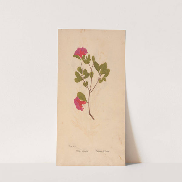 Ectypa vegetabilium Pl.013 (1760-1764) by Christian Gottlieb Ludwig