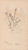 Ectypa vegetabilium Pl.014 (1760-1764)