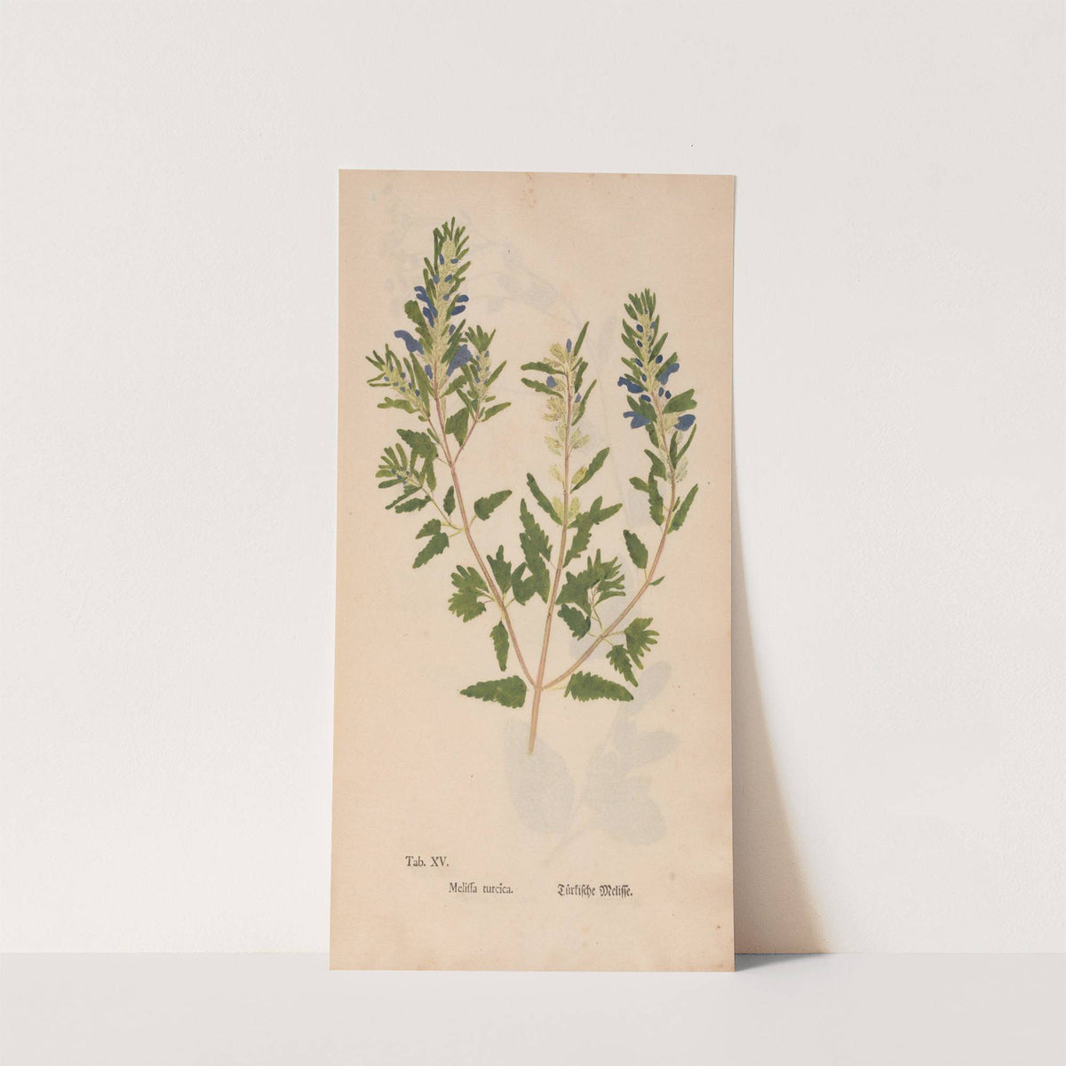 Ectypa vegetabilium Pl.015 (1760-1764) by Christian Gottlieb Ludwig