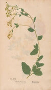 Ectypa vegetabilium Pl.016 (1760-1764)