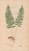 Ectypa vegetabilium Pl.018 (1760-1764)