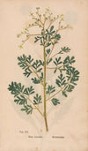 Ectypa vegetabilium Pl.020 (1760-1764)