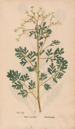 Ectypa vegetabilium Pl.020 (1760-1764)