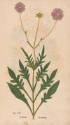 Ectypa vegetabilium Pl.021 (1760-1764)