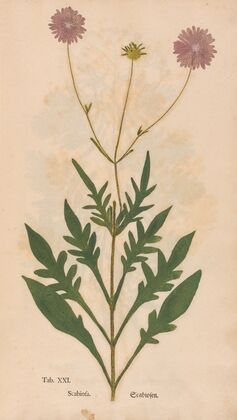Ectypa vegetabilium Pl.021 (1760-1764)