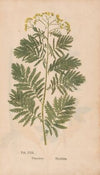 Ectypa vegetabilium Pl.022 (1760-1764)