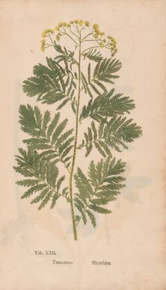 Ectypa vegetabilium Pl.022 (1760-1764)