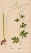 Ectypa vegetabilium Pl.023 (1760-1764)