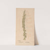 Ectypa vegetabilium Pl.026 (1760-1764) by Christian Gottlieb Ludwig