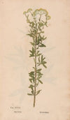Ectypa vegetabilium Pl.027 (1760-1764)