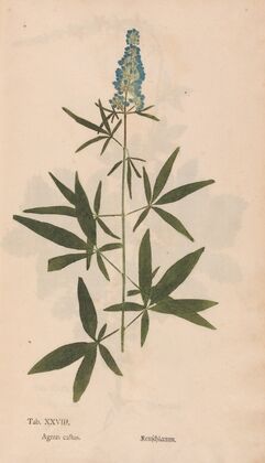 Ectypa vegetabilium Pl.028 (1760-1764)