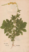 Ectypa vegetabilium Pl.029 (1760-1764)