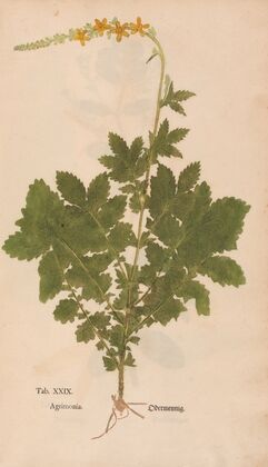 Ectypa vegetabilium Pl.029 (1760-1764)