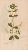 Ectypa vegetabilium Pl.030 (1760-1764)