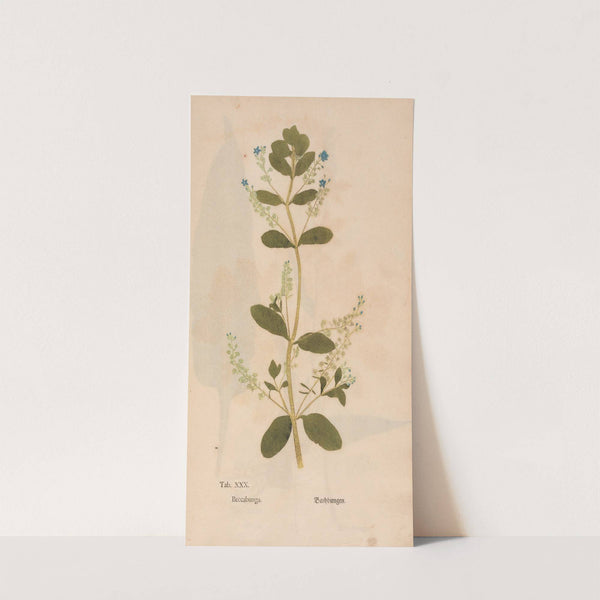 Ectypa vegetabilium Pl.030 (1760-1764) by Christian Gottlieb Ludwig