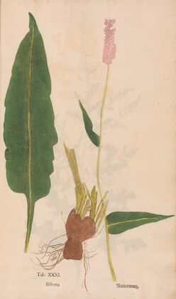 Ectypa vegetabilium Pl.031 (1760-1764)