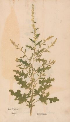 Ectypa vegetabilium Pl.032 (1760-1764)
