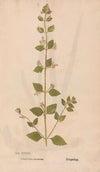 Ectypa vegetabilium Pl.033 (1760-1764)