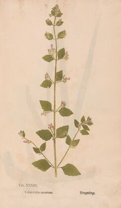 Ectypa vegetabilium Pl.033 (1760-1764)