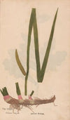 Ectypa vegetabilium Pl.034 (1760-1764)