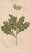 Ectypa vegetabilium Pl.035 (1760-1764)