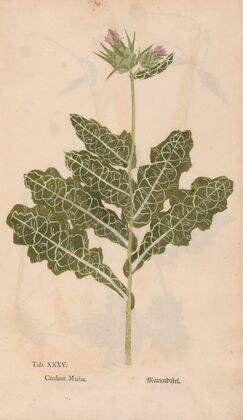 Ectypa vegetabilium Pl.035 (1760-1764)
