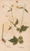 Ectypa vegetabilium Pl.036 (1760-1764)