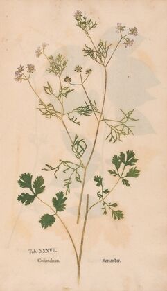 Ectypa vegetabilium Pl.037 (1760-1764)