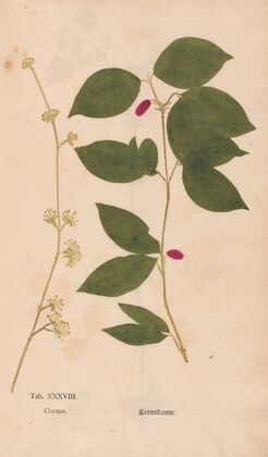 Ectypa vegetabilium Pl.038 (1760-1764)