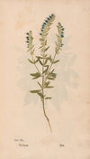 Ectypa vegetabilium Pl.040 (1760-1764)