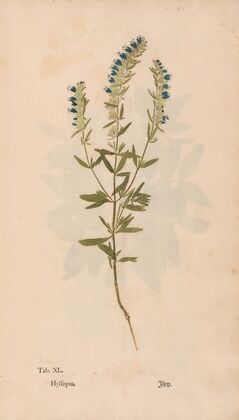 Ectypa vegetabilium Pl.040 (1760-1764)