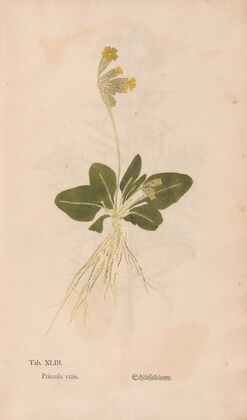 Ectypa vegetabilium Pl.043 (1760-1764)