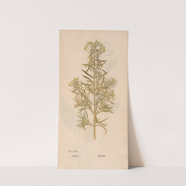 Ectypa vegetabilium Pl.044 (1760-1764) by Christian Gottlieb Ludwig