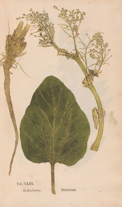 Ectypa vegetabilium Pl.046 (1760-1764) — size preview