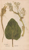 Ectypa vegetabilium Pl.046 (1760-1764)