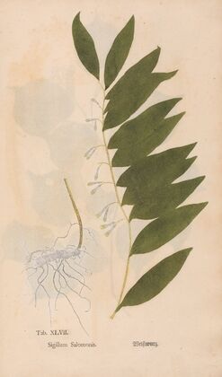 Ectypa vegetabilium Pl.047 (1760-1764) — size preview