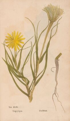 Ectypa vegetabilium Pl.049 (1760-1764)