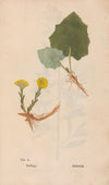 Ectypa vegetabilium Pl.050 (1760-1764)