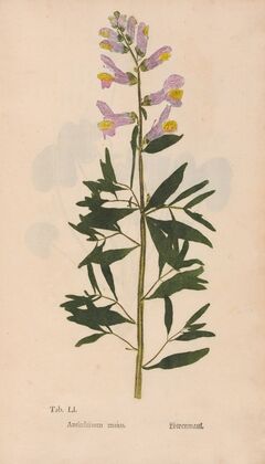 Ectypa vegetabilium Pl.051 (1760-1764)
