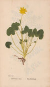 Ectypa vegetabilium Pl.052 (1760-1764)