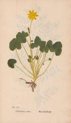 Ectypa vegetabilium Pl.052 (1760-1764)