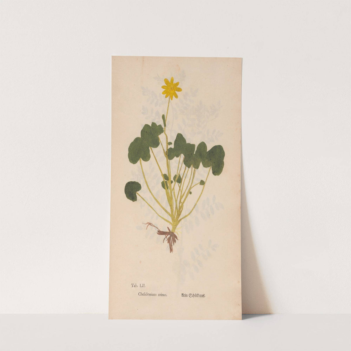 Ectypa vegetabilium Pl.052 (1760-1764) by Christian Gottlieb Ludwig