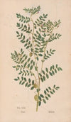 Ectypa vegetabilium Pl.053 (1760-1764)