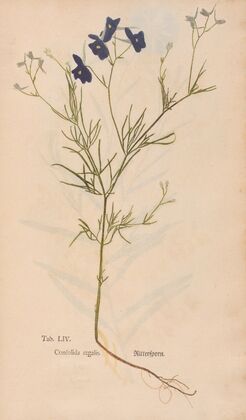 Ectypa vegetabilium Pl.054 (1760-1764)