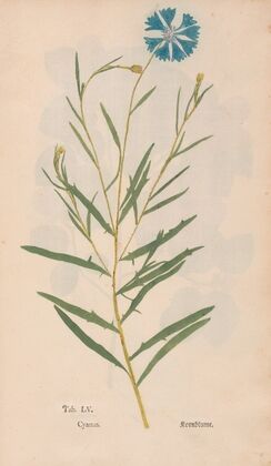 Ectypa vegetabilium Pl.055 (1760-1764)