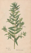 Ectypa vegetabilium Pl.061 (1760-1764)
