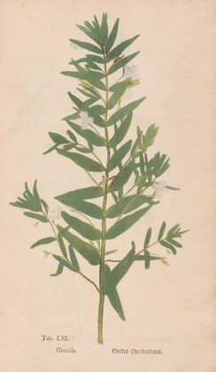 Ectypa vegetabilium Pl.061 (1760-1764)