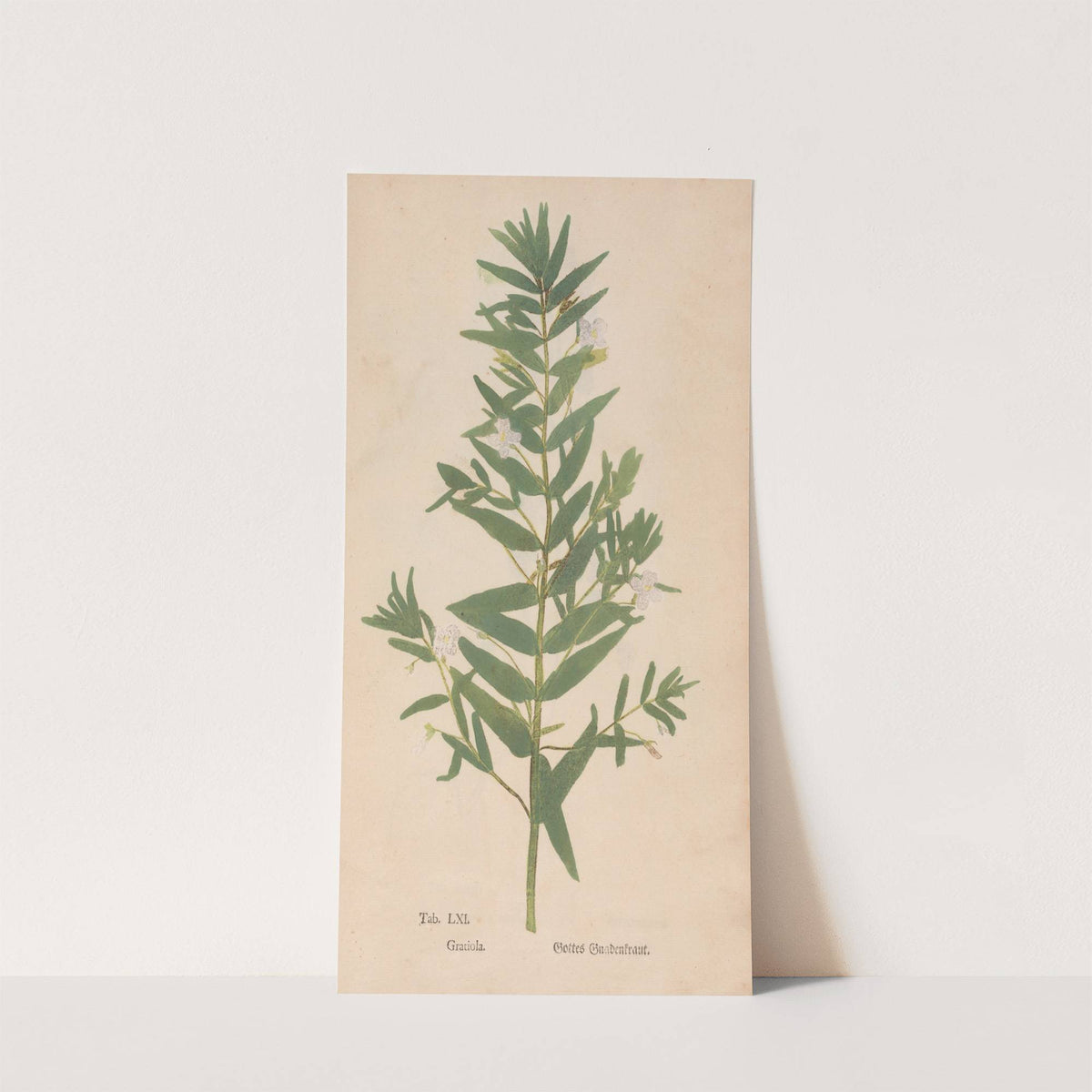 Ectypa vegetabilium Pl.061 (1760-1764) by Christian Gottlieb Ludwig